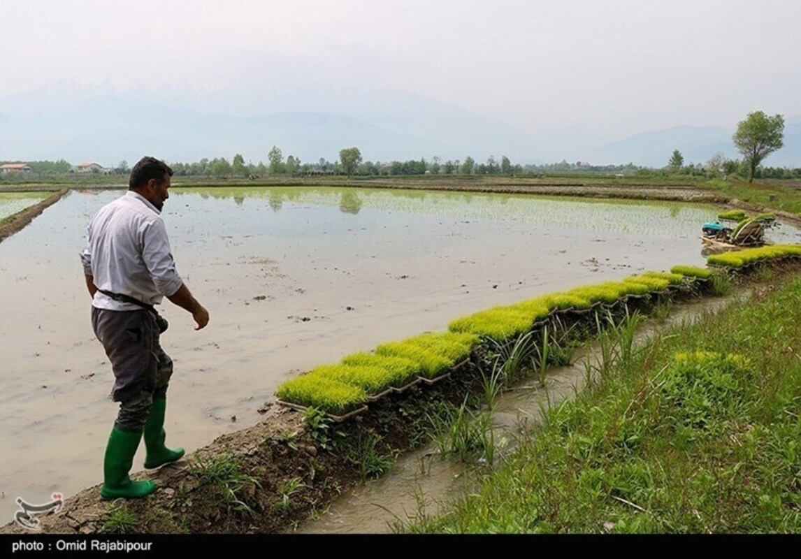 نشا مکانیزه برنج در گیلان