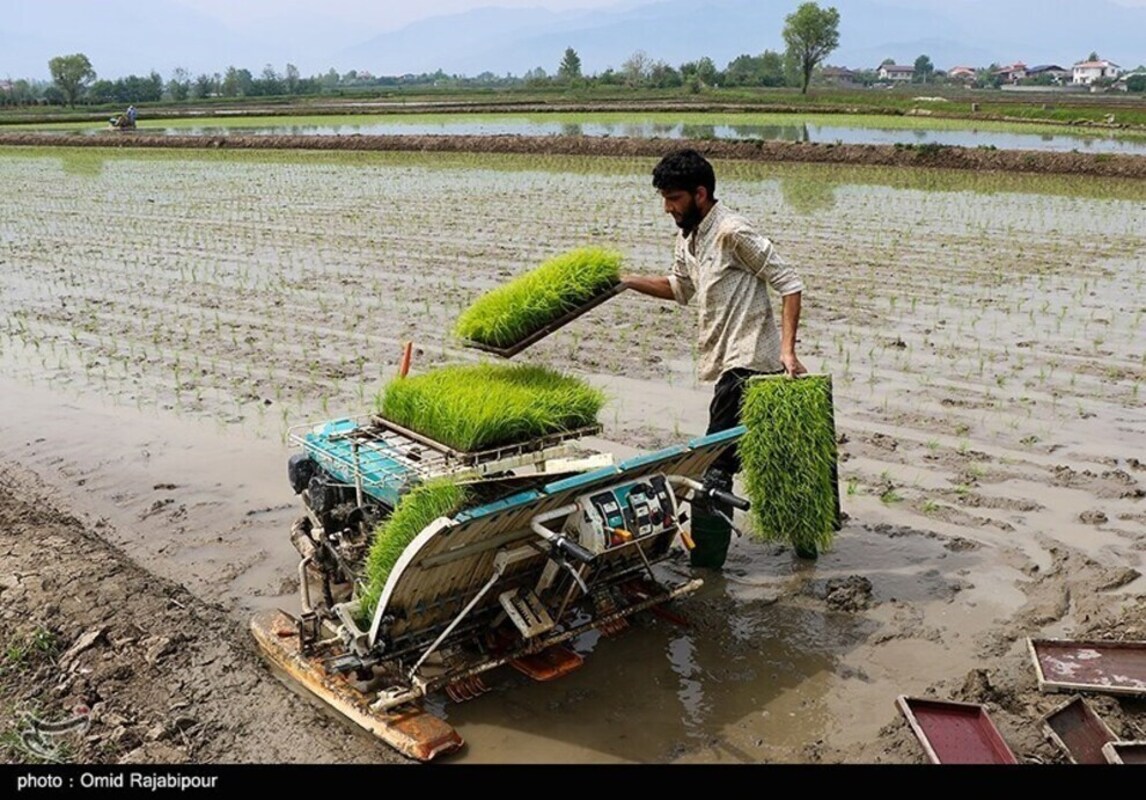 نشا مکانیزه برنج در گیلان