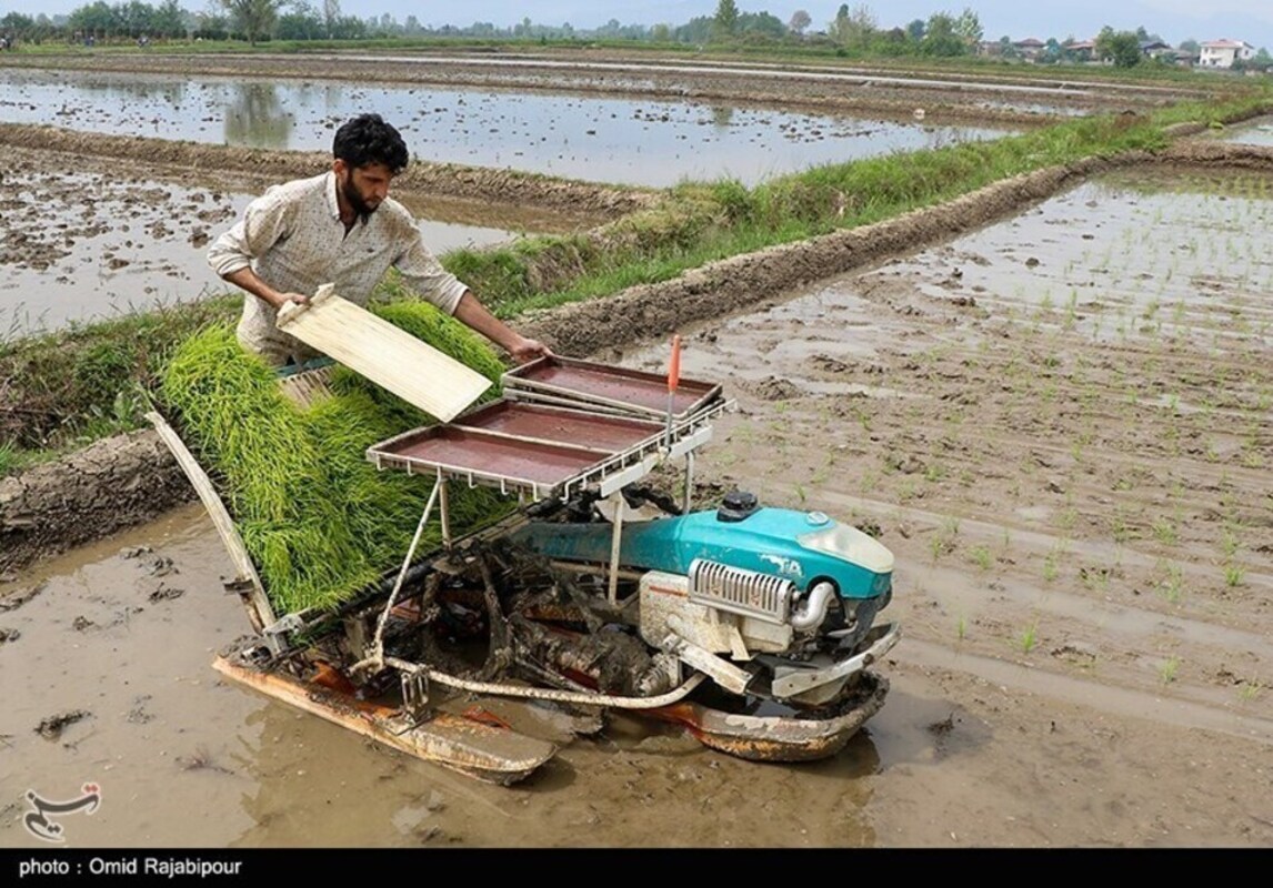 نشا مکانیزه برنج در گیلان
