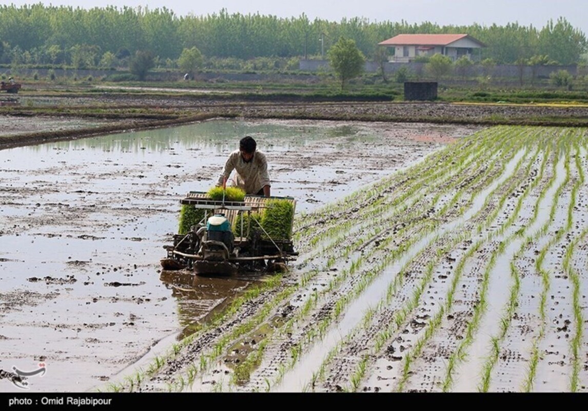 نشا مکانیزه برنج در گیلان