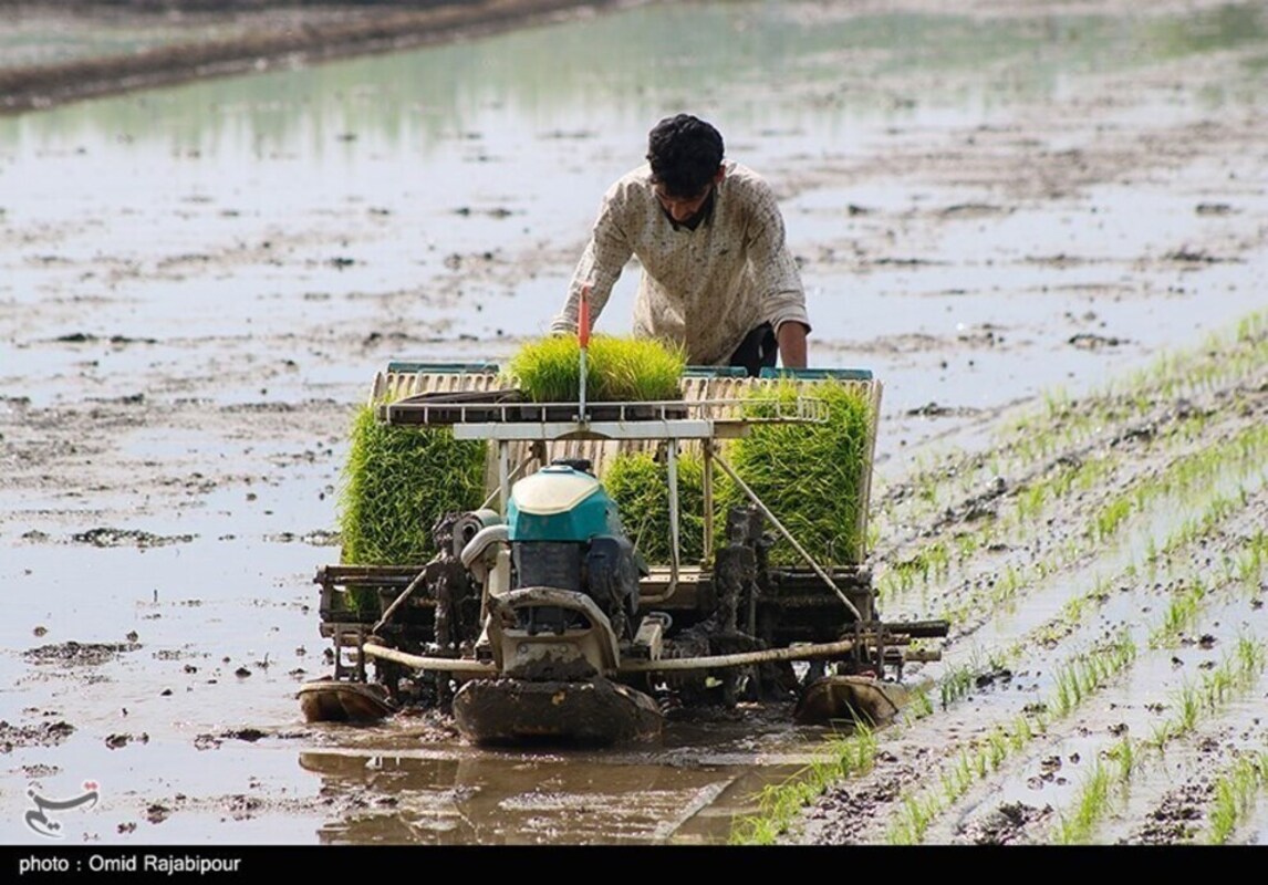 نشا مکانیزه برنج در گیلان