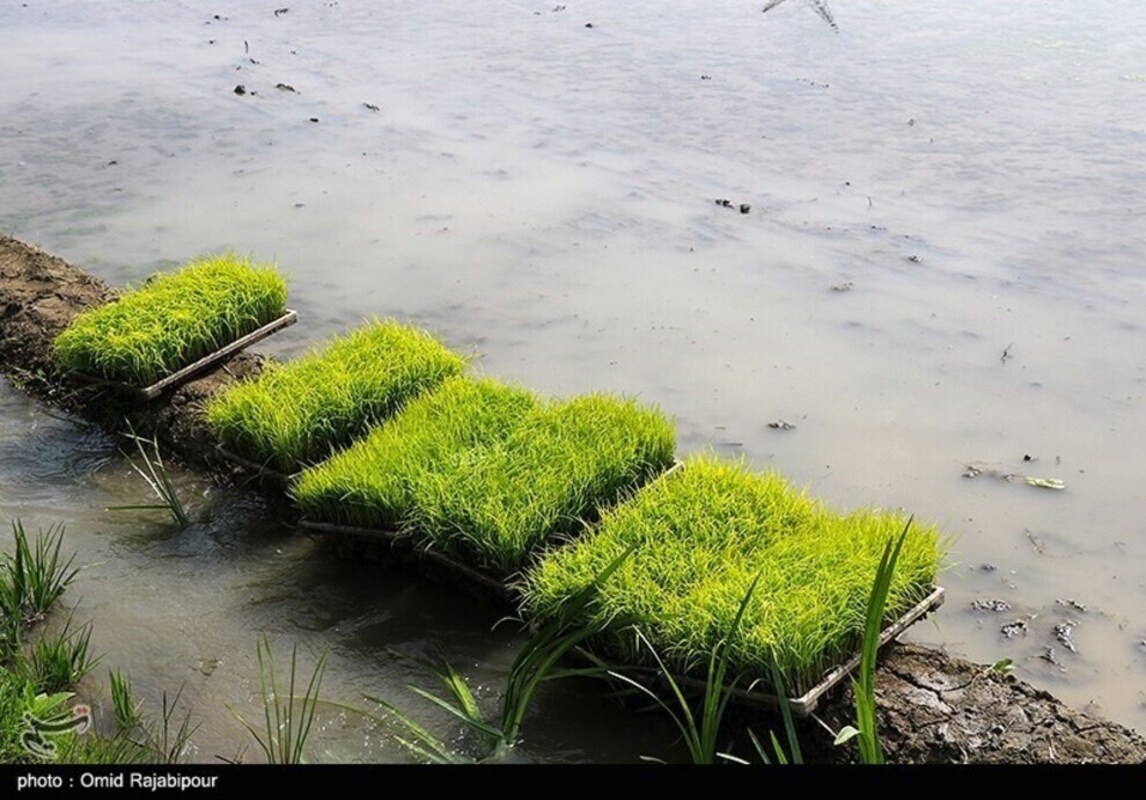 نشا مکانیزه برنج در گیلان