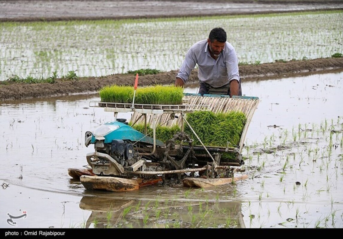 نشا مکانیزه برنج در گیلان