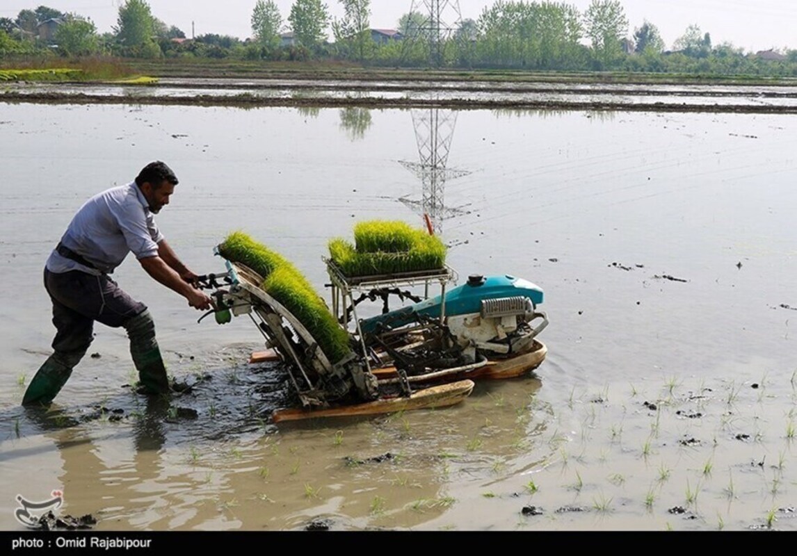نشا مکانیزه برنج در گیلان