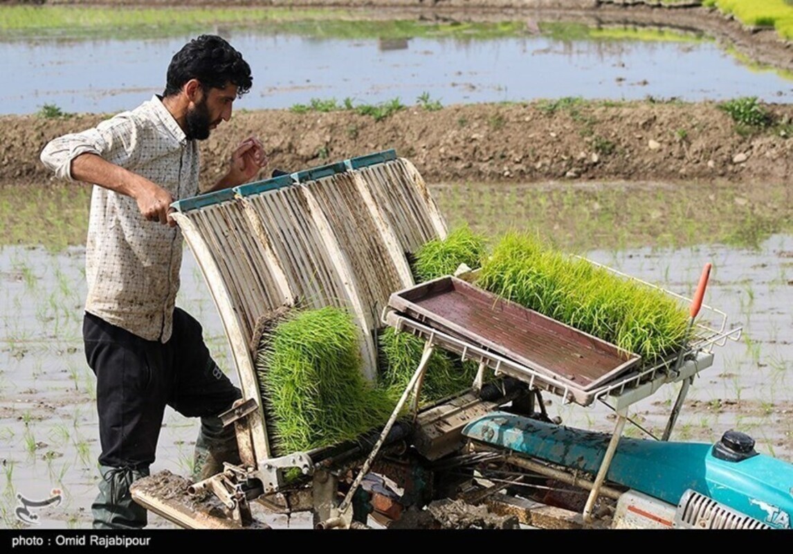 نشا مکانیزه برنج در گیلان