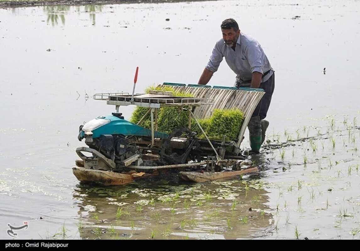 نشا مکانیزه برنج در گیلان