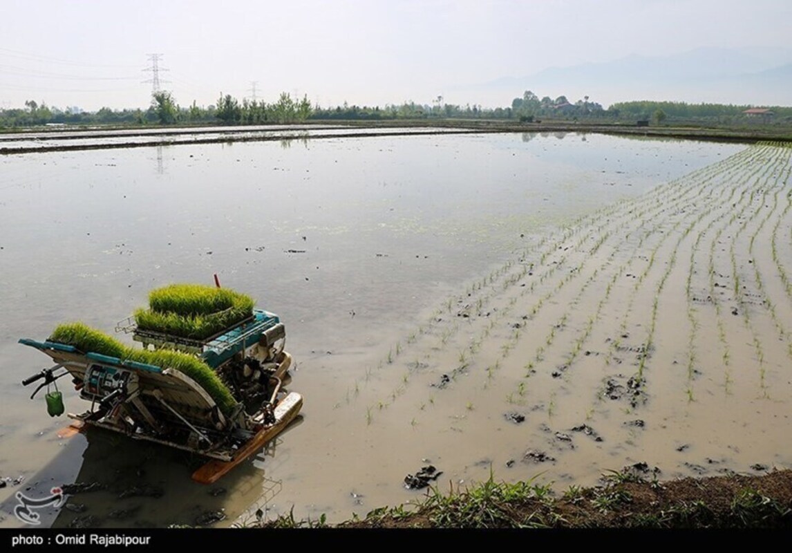 نشا مکانیزه برنج در گیلان