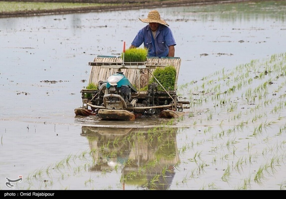 نشا مکانیزه برنج در گیلان