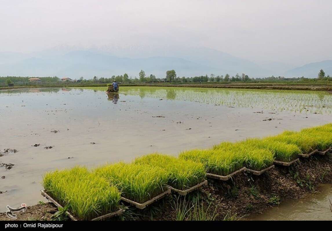 نشا مکانیزه برنج در گیلان