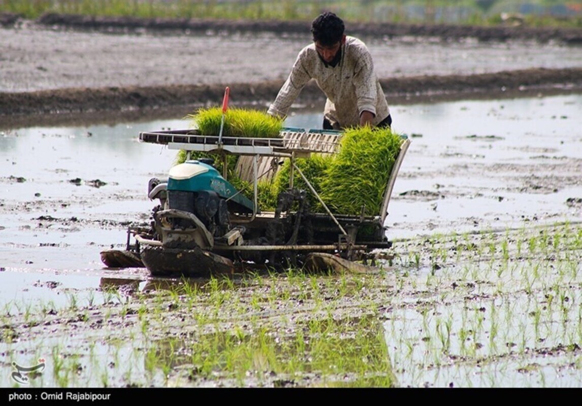 نشا مکانیزه برنج در گیلان