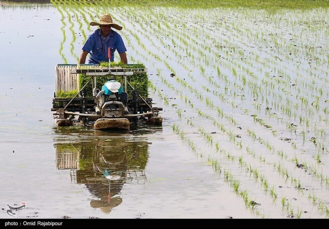 نشا مکانیزه برنج در گیلان