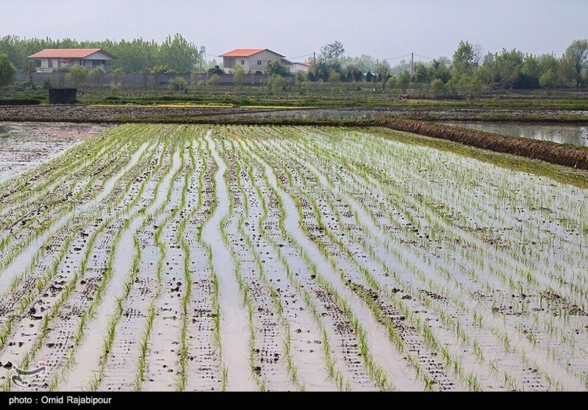 نشا مکانیزه برنج در گیلان
