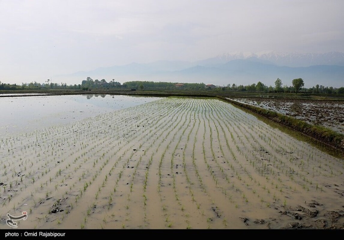 نشا مکانیزه برنج در گیلان