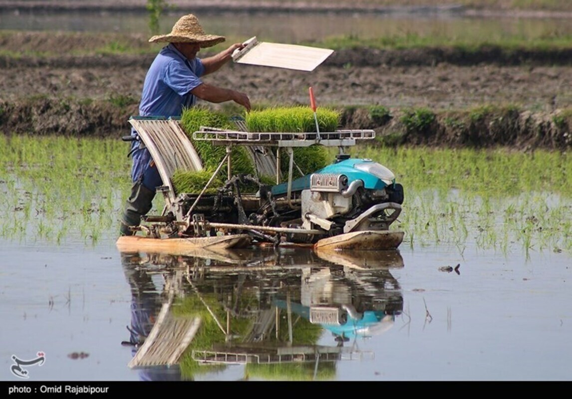 نشا مکانیزه برنج در گیلان