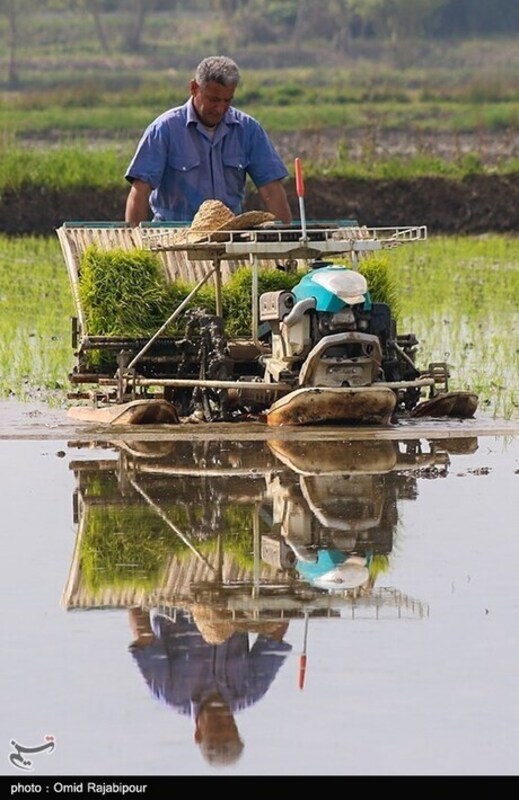 نشا مکانیزه برنج در گیلان
