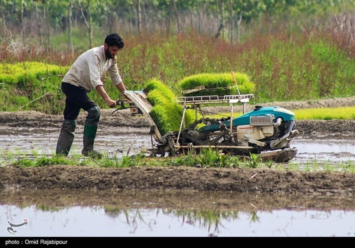 نشا مکانیزه برنج در گیلان