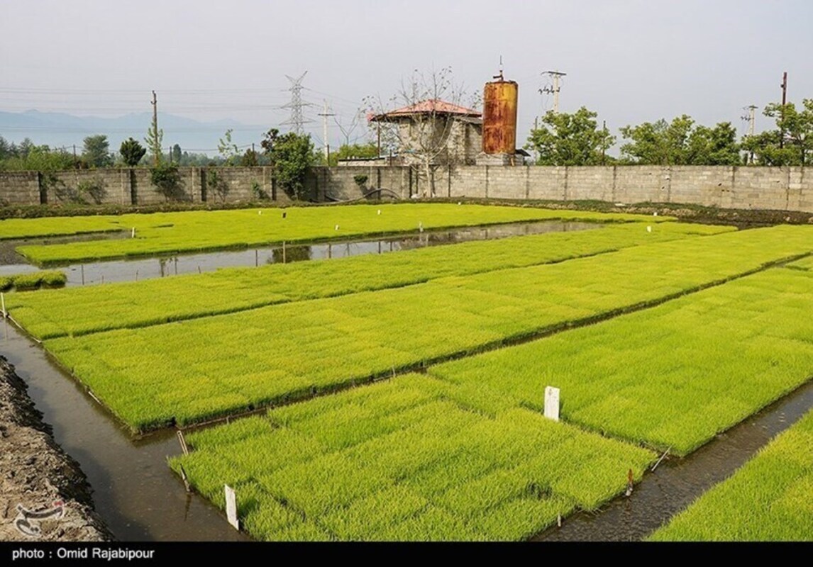 نشا مکانیزه برنج در گیلان