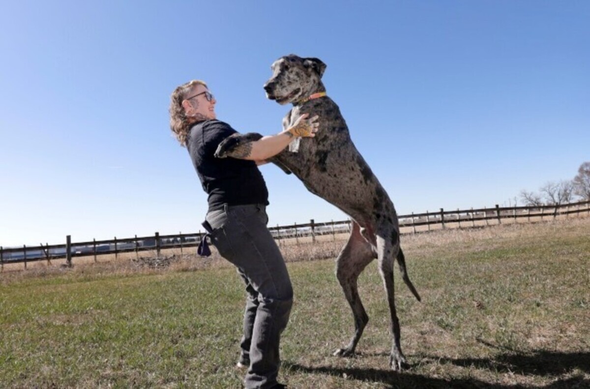 بلندترین و کوتاه‌ترین سگ جهان