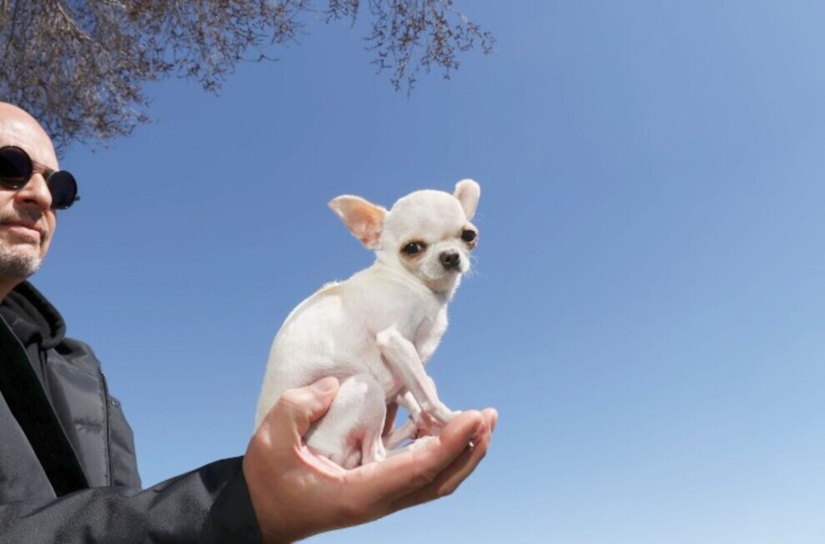 بلندترین و کوتاه‌ترین سگ جهان