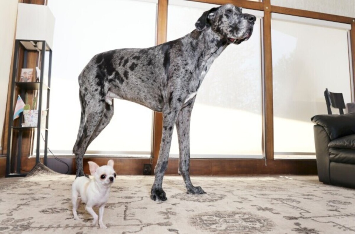 بلندترین و کوتاه‌ترین سگ جهان