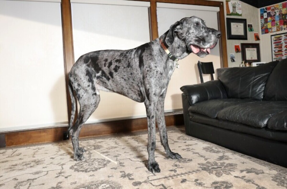 بلندترین و کوتاه‌ترین سگ جهان