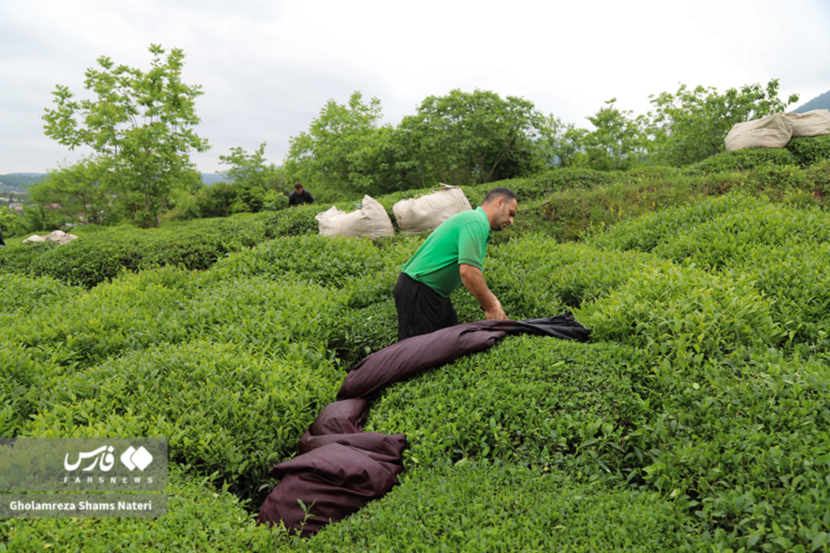 برداشت برگ سبز چای