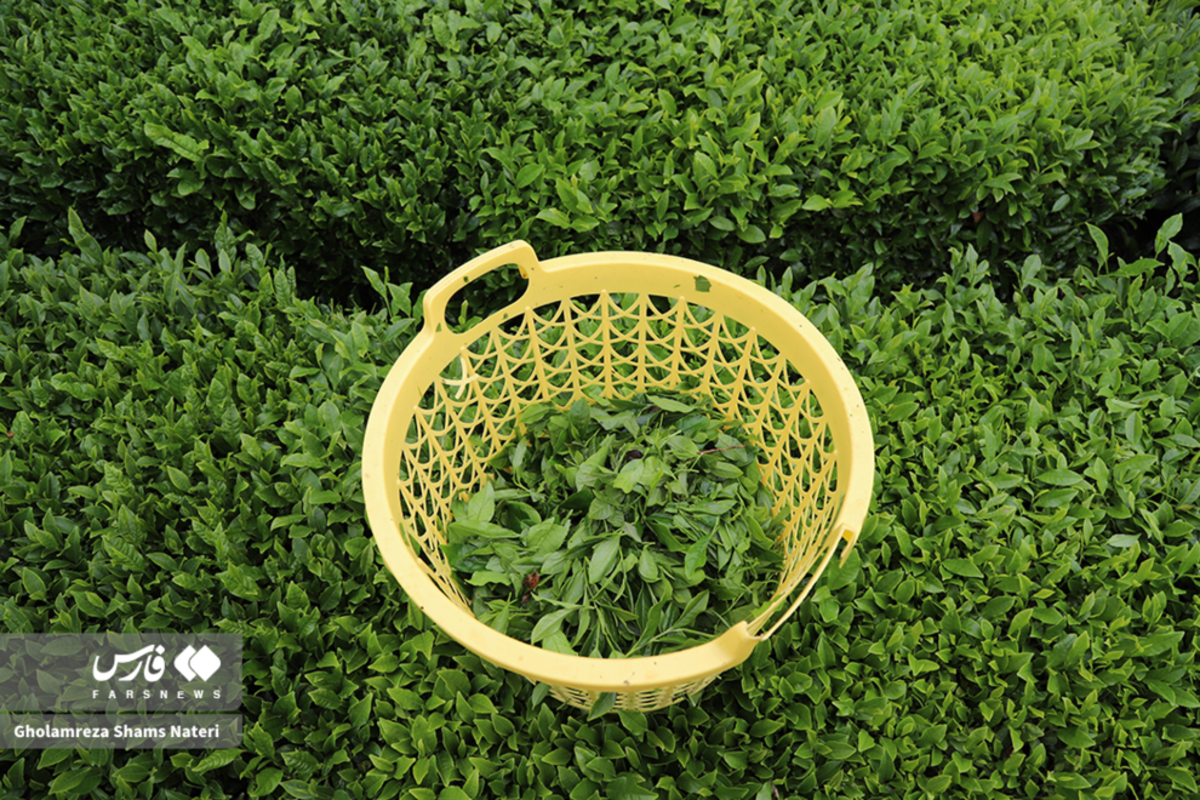 برداشت برگ سبز چای