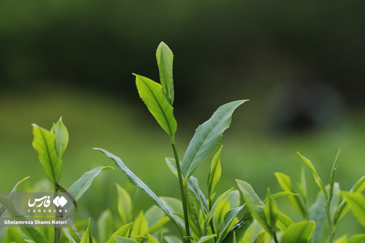 برداشت برگ سبز چای