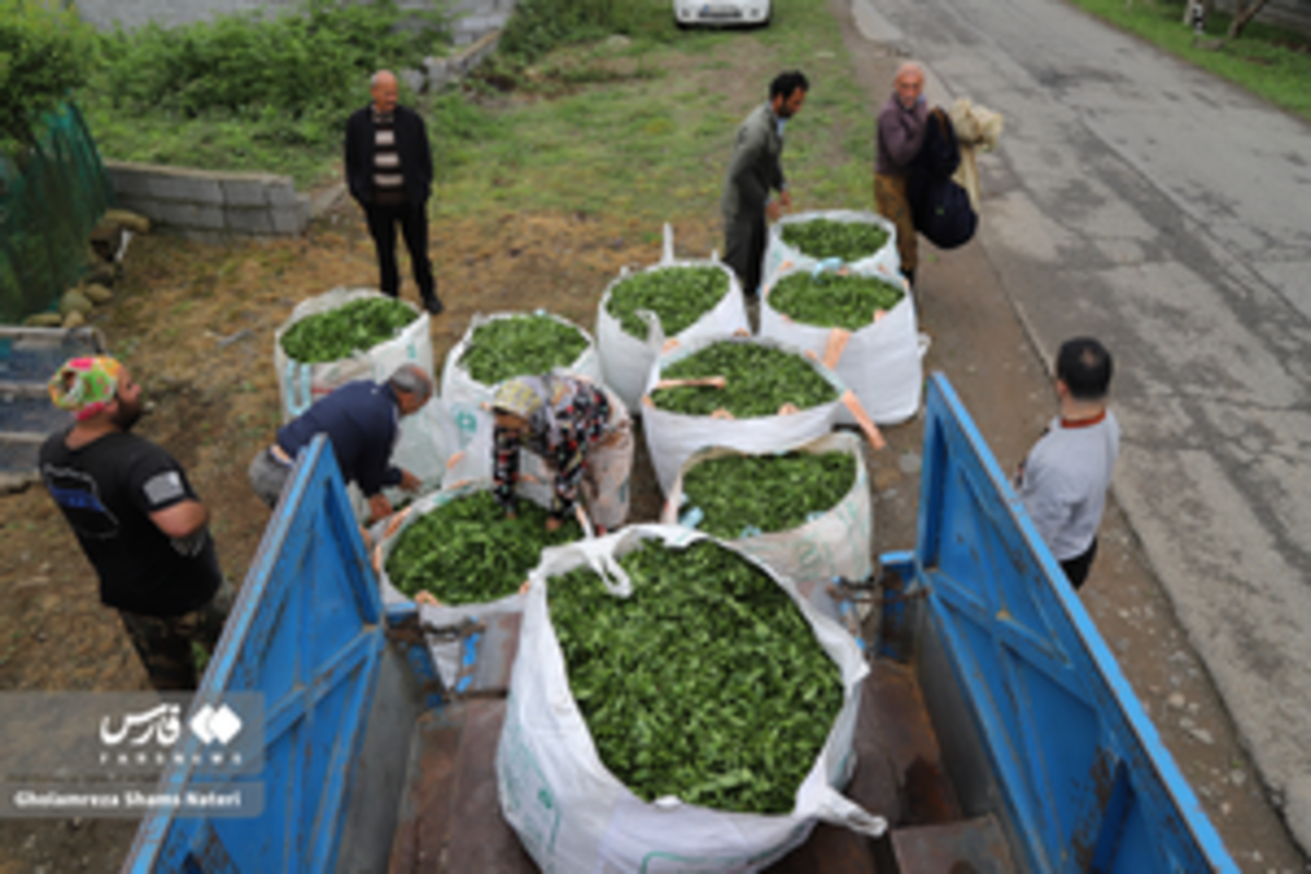 برداشت برگ سبز چای