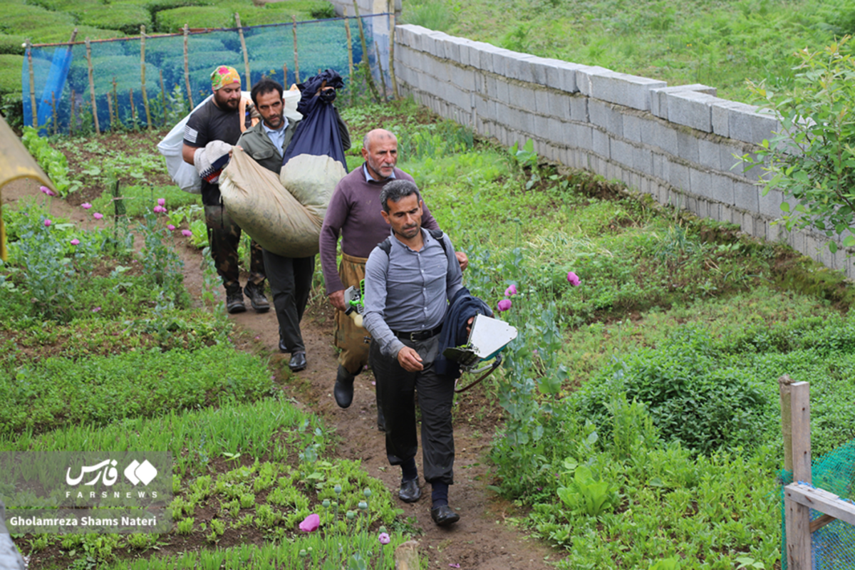 برداشت برگ سبز چای