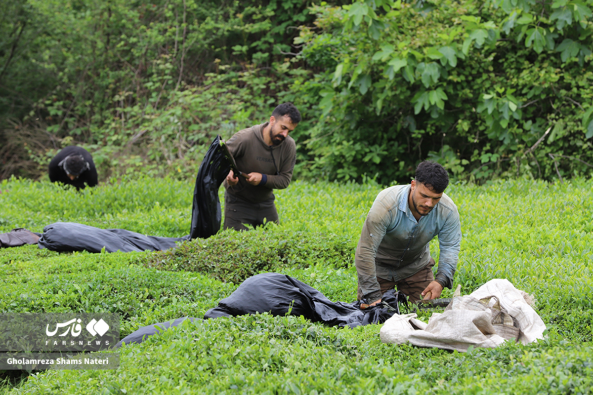 برداشت برگ سبز چای