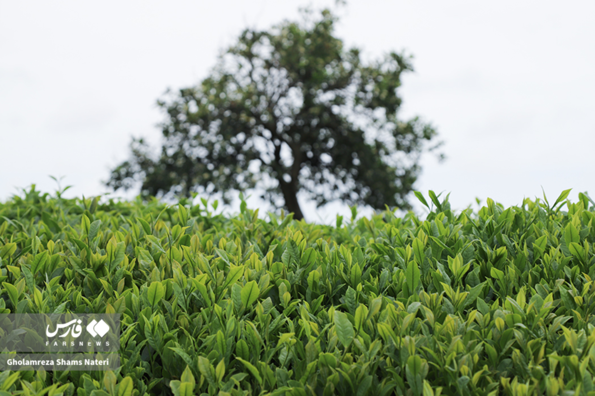 برداشت برگ سبز چای