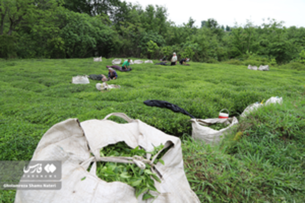 برداشت برگ سبز چای