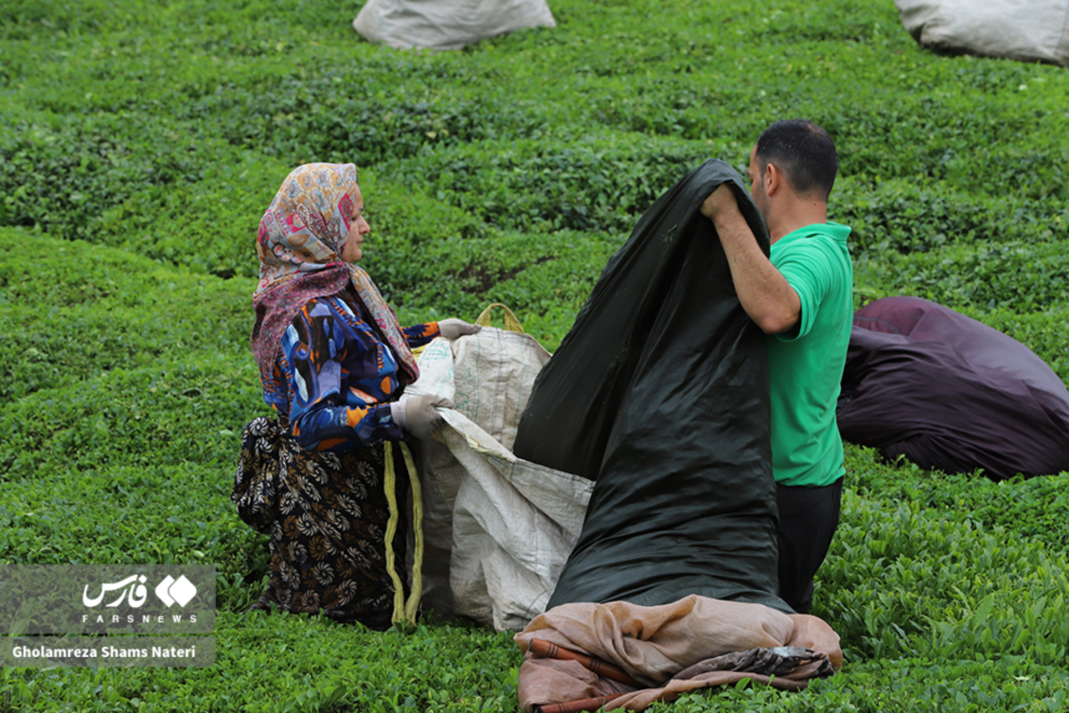 برداشت برگ سبز چای