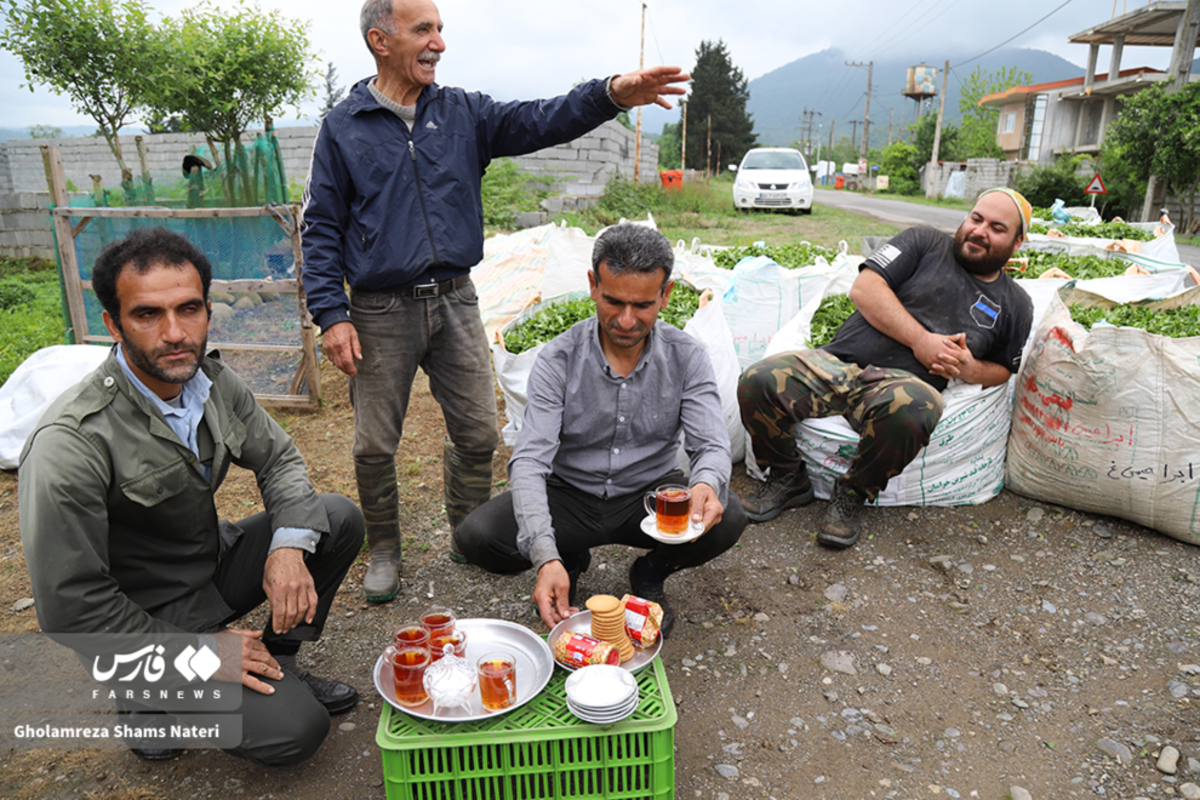 برداشت برگ سبز چای