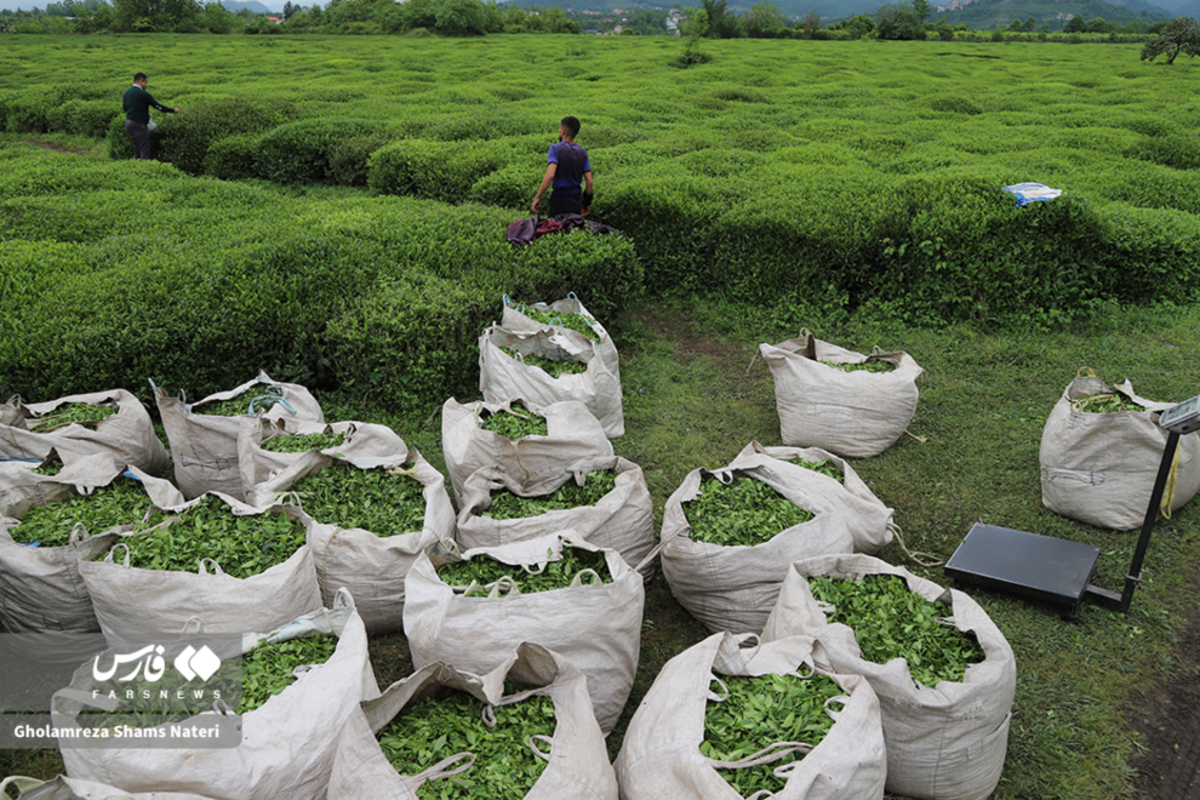 برداشت برگ سبز چای