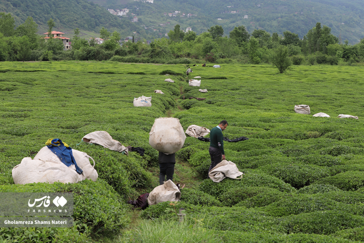 برداشت برگ سبز چای