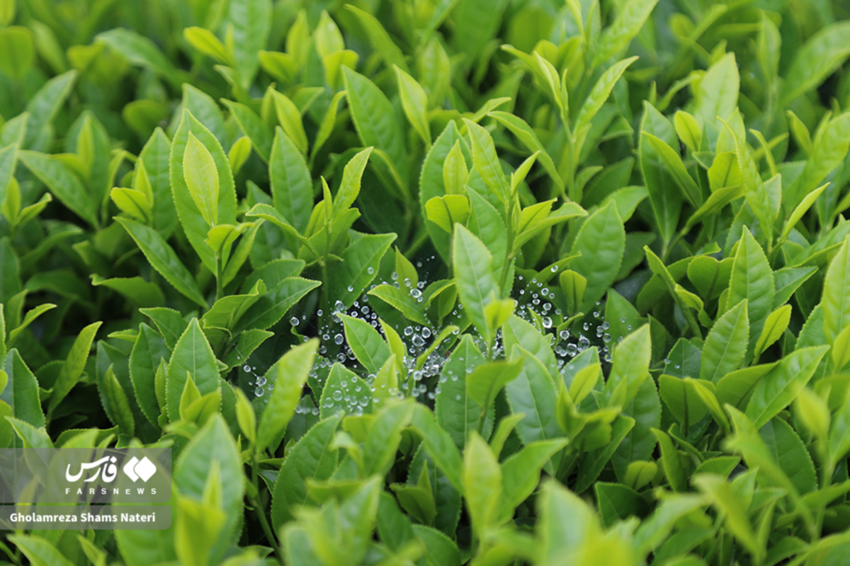 برداشت برگ سبز چای