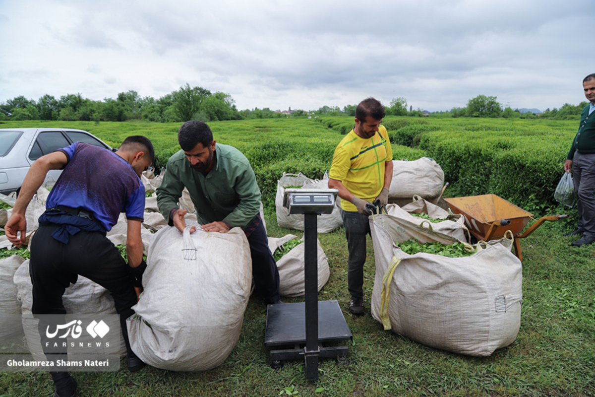 برداشت برگ سبز چای