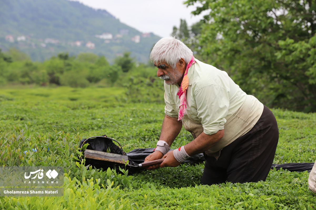 برداشت برگ سبز چای