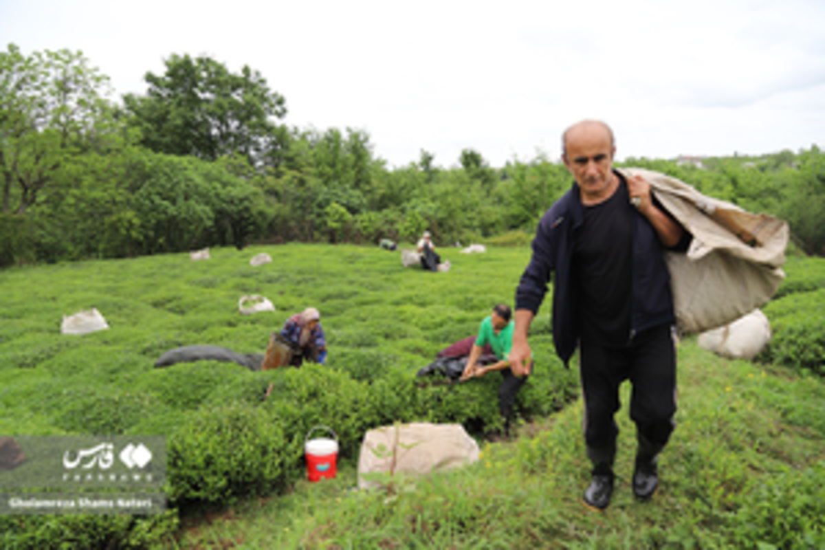 برداشت برگ سبز چای