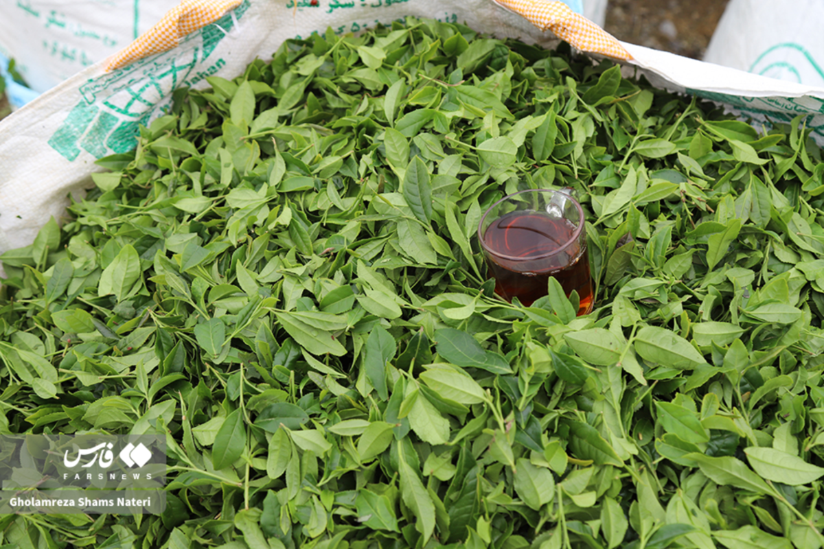 برداشت برگ سبز چای