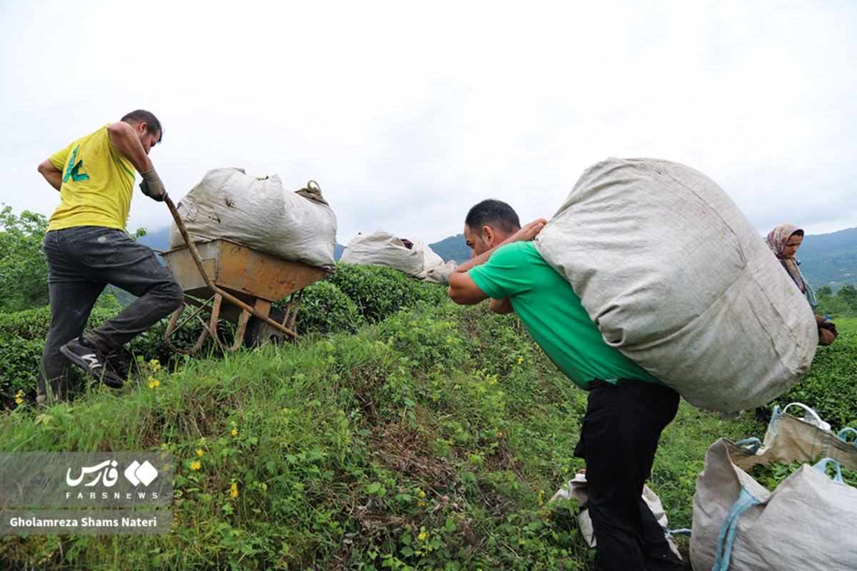 برداشت برگ سبز چای