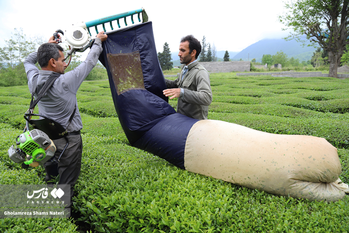 برداشت برگ سبز چای