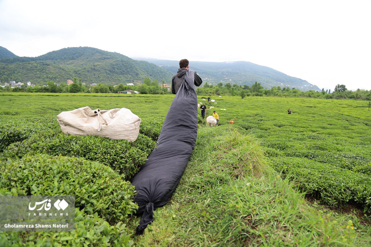 برداشت برگ سبز چای