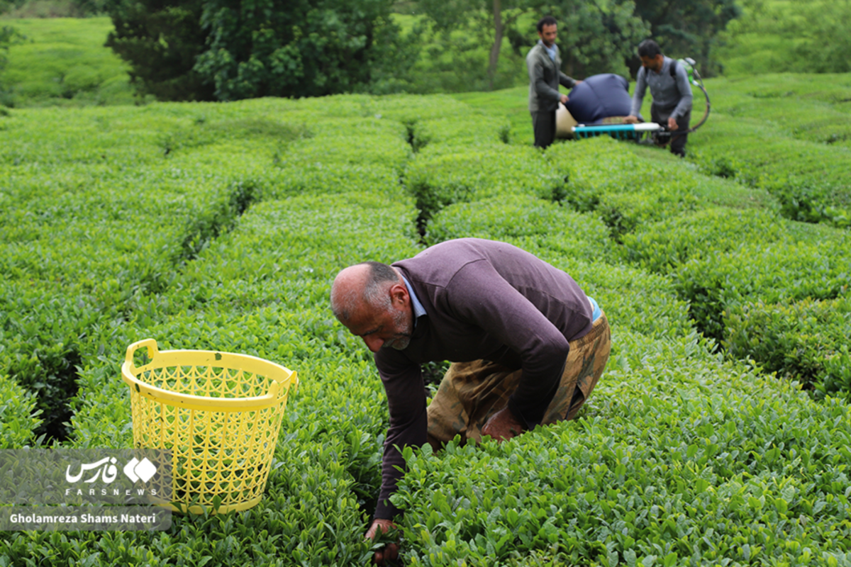 برداشت برگ سبز چای