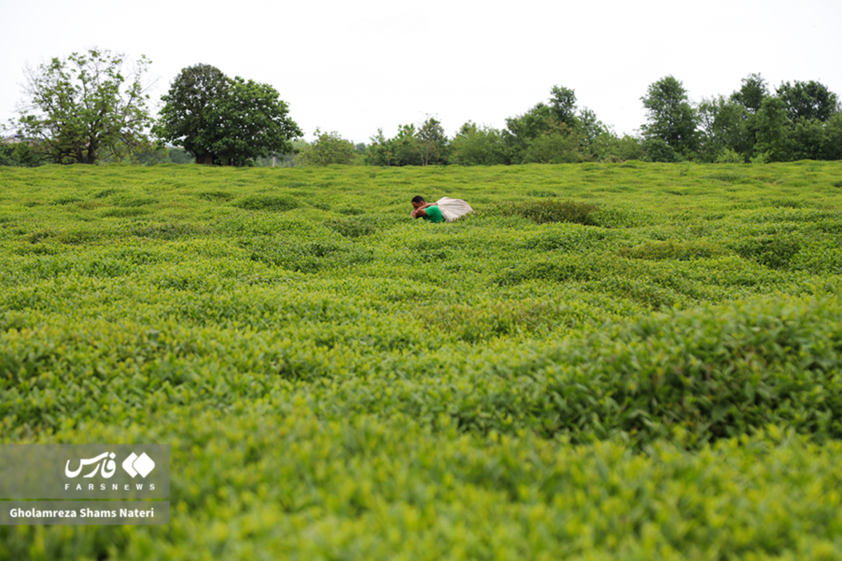 برداشت برگ سبز چای