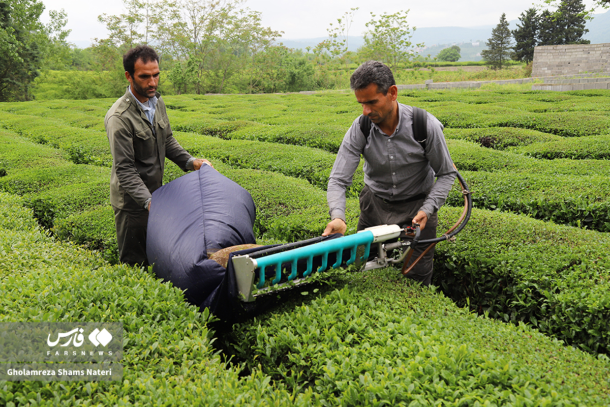 برداشت برگ سبز چای
