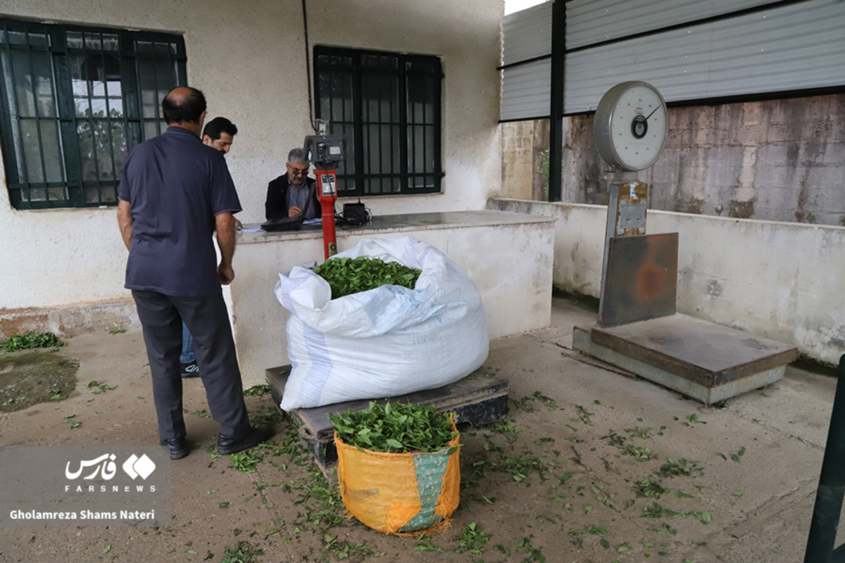 برداشت برگ سبز چای