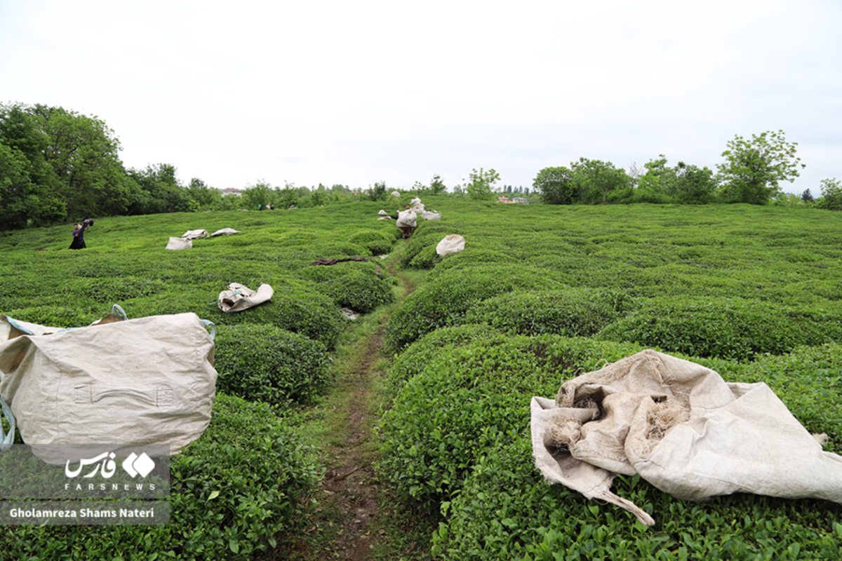 برداشت برگ سبز چای